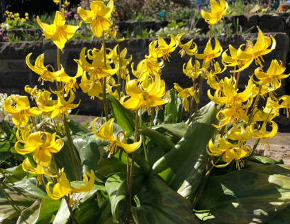 Erythronium tuolumnense 'Sundisc'